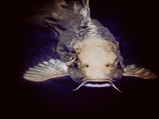 Poissons Clarias vivants élevage pisciculture — GIC Amicis Yaoundé Cameroun