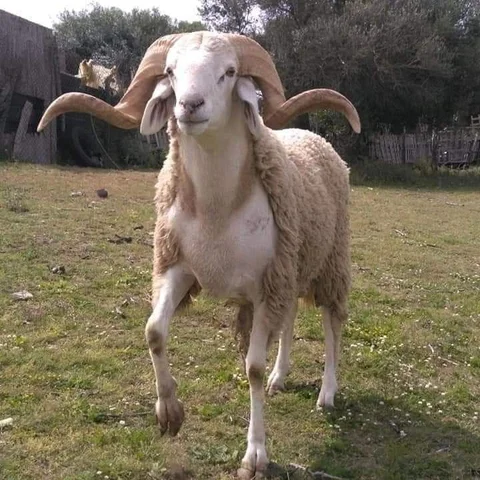 Mouton – élevage GIC Amicis