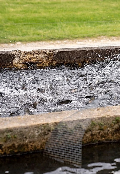 Pisciculture Clarias