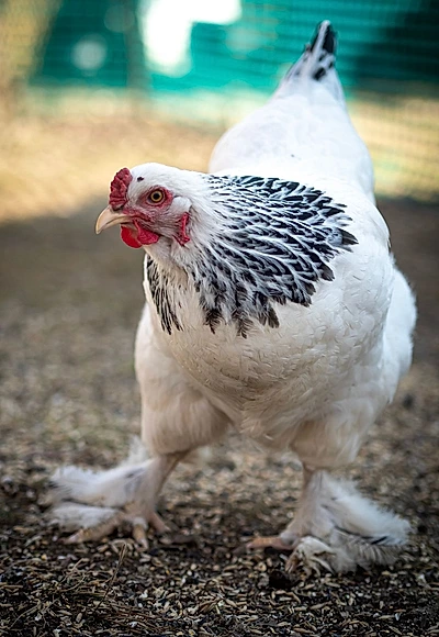 Poulets Brahma — élevage